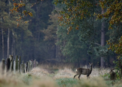 <i class='fa fa-user'></i>&nbsp;robert-jan&nbsp;|  Ree&nbsp; <i class='fa fa-eye'>&nbsp;118</i> &nbsp;<i class='fa fa-thumbs-up'>&nbsp;3</i> &nbsp; <i class='fa fa-comment-o'>&nbsp;4</i>