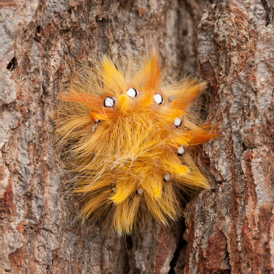 <i class='fa fa-user'></i>&nbsp;Louis&nbsp;|  Bont Schaapje&nbsp; <i class='fa fa-eye'>&nbsp;133</i> &nbsp;<i class='fa fa-thumbs-up'>&nbsp;6</i> &nbsp; <i class='fa fa-comment-o'>&nbsp;9</i>