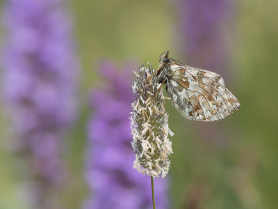 <i class='fa fa-user'></i>&nbsp;Mignon-Creative&nbsp;|  Bergparelmoervlinder&nbsp; <i class='fa fa-eye'>&nbsp;84</i> &nbsp;<i class='fa fa-thumbs-up'>&nbsp;11</i> &nbsp; <i class='fa fa-comment-o'>&nbsp;5</i>