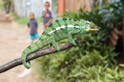 <i class='fa fa-user'></i>&nbsp;Louis56&nbsp;|  Panterkameleon&nbsp; <i class='fa fa-eye'>&nbsp;164</i> &nbsp;<i class='fa fa-thumbs-up'>&nbsp;7</i> &nbsp; <i class='fa fa-comment-o'>&nbsp;7</i>