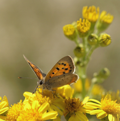 <i class='fa fa-user'></i>&nbsp;Nel R&nbsp;|  Kleine Vuurvlinder&nbsp; <i class='fa fa-eye'>&nbsp;68</i> &nbsp; <i class='fa fa-comment-o'>&nbsp;5</i>