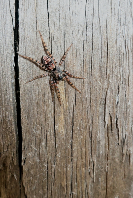 Ik ben eigenlijk niet zo van de spinnen, maar ik vond dit een prachtig exemplaar, dus heb ik hem op de foto gezet. Hij zat midden in het Bargerveen op een paaltje.