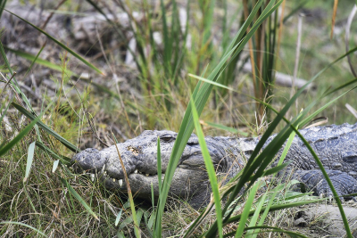 <i class='fa fa-user'></i>&nbsp;Gerard Visser&nbsp;|  Moeraskrokodil&nbsp; <i class='fa fa-eye'>&nbsp;128</i> &nbsp;<i class='fa fa-thumbs-up'>&nbsp;1</i> &nbsp; <i class='fa fa-comment-o'>&nbsp;9</i>