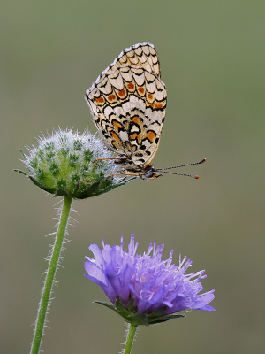 <i class='fa fa-user'></i>&nbsp;Mignon-Creative&nbsp;|  Knoopkruidparelmoervlinder&nbsp; <i class='fa fa-eye'>&nbsp;80</i> &nbsp;<i class='fa fa-thumbs-up'>&nbsp;9</i> &nbsp; <i class='fa fa-comment-o'>&nbsp;5</i>