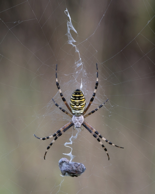 <i class='fa fa-user'></i>&nbsp;Johan van Gurp&nbsp;|  Wespspin&nbsp; <i class='fa fa-eye'>&nbsp;102</i> &nbsp;<i class='fa fa-thumbs-up'>&nbsp;6</i> &nbsp; <i class='fa fa-comment-o'>&nbsp;2</i>