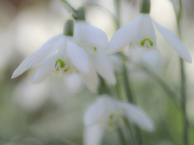 <i class='fa fa-user'></i>&nbsp;Tim Oord&nbsp;|  Gewoon Sneeuwklokje&nbsp; <i class='fa fa-eye'>&nbsp;83</i> &nbsp; <i class='fa fa-comment-o'>&nbsp;7</i>