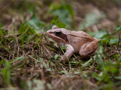 Op het terrein een vijvertje gemaakt. Deze beekkikker was een van de eerste bezoekers.