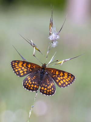 <i class='fa fa-user'></i>&nbsp;Mignon-Creative&nbsp;|  Bosparelmoervlinder&nbsp; <i class='fa fa-eye'>&nbsp;102</i> &nbsp;<i class='fa fa-thumbs-up'>&nbsp;8</i> &nbsp; <i class='fa fa-comment-o'>&nbsp;4</i>