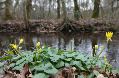 <i class='fa fa-user'></i>&nbsp;nelappelmelk&nbsp;|  Gewoon Speenkruid&nbsp; <i class='fa fa-eye'>&nbsp;101</i> &nbsp;<i class='fa fa-thumbs-up'>&nbsp;1</i> &nbsp; <i class='fa fa-comment-o'>&nbsp;8</i>