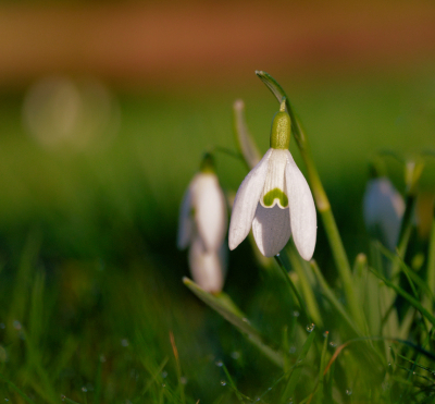 <i class='fa fa-user'></i>&nbsp;janvangastel&nbsp;|  Gewoon Sneeuwklokje&nbsp; <i class='fa fa-eye'>&nbsp;51</i> &nbsp; <i class='fa fa-comment-o'>&nbsp;2</i>