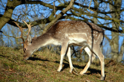 <i class='fa fa-user'></i>&nbsp;B.M.Schouten-Ruis&nbsp;|  Damhert&nbsp; <i class='fa fa-eye'>&nbsp;88</i> &nbsp;<i class='fa fa-thumbs-up'>&nbsp;1</i> &nbsp; <i class='fa fa-comment-o'>&nbsp;2</i>