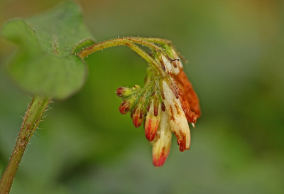 <i class='fa fa-user'></i>&nbsp;Cor&nbsp;|  Kruipende Smeerwortel&nbsp; <i class='fa fa-eye'>&nbsp;68</i> &nbsp;<i class='fa fa-thumbs-up'>&nbsp;6</i> &nbsp; <i class='fa fa-comment-o'>&nbsp;5</i>