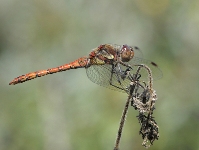 <i class='fa fa-user'></i>&nbsp;Mignon-Creative&nbsp;|  Bruinrode Heidelibel&nbsp; <i class='fa fa-eye'>&nbsp;71</i> &nbsp;<i class='fa fa-thumbs-up'>&nbsp;1</i> &nbsp; <i class='fa fa-comment-o'>&nbsp;3</i>