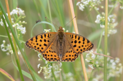 <i class='fa fa-user'></i>&nbsp;Johan van Gurp&nbsp;|  Kleine Parelmoervlinder&nbsp; <i class='fa fa-eye'>&nbsp;86</i> &nbsp;<i class='fa fa-thumbs-up'>&nbsp;3</i> &nbsp; <i class='fa fa-comment-o'>&nbsp;6</i>