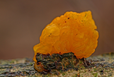 <i class='fa fa-user'></i>&nbsp;Cor&nbsp;|  Gele Trilzwam&nbsp; <i class='fa fa-eye'>&nbsp;80</i> &nbsp;<i class='fa fa-thumbs-up'>&nbsp;2</i> &nbsp; <i class='fa fa-comment-o'>&nbsp;6</i>