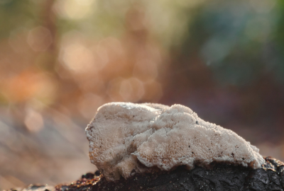 <i class='fa fa-user'></i>&nbsp;janvangastel&nbsp;|  Witte Bultzwam&nbsp; <i class='fa fa-eye'>&nbsp;60</i> &nbsp;<i class='fa fa-thumbs-up'>&nbsp;1</i> &nbsp; <i class='fa fa-comment-o'>&nbsp;4</i>