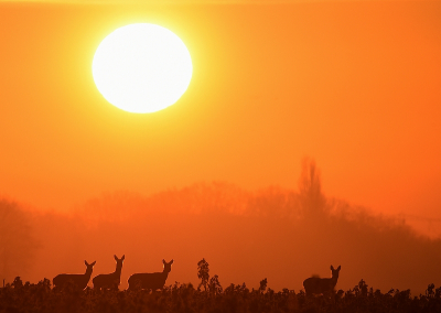 <i class='fa fa-user'></i>&nbsp;robert-jan&nbsp;|  Ree&nbsp; <i class='fa fa-eye'>&nbsp;114</i> &nbsp;<i class='fa fa-thumbs-up'>&nbsp;3</i> &nbsp; <i class='fa fa-comment-o'>&nbsp;5</i>