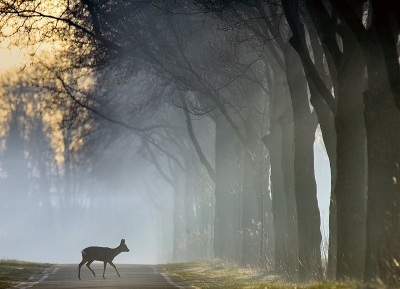 <i class='fa fa-user'></i>&nbsp;robert-jan&nbsp;|  Ree&nbsp; <i class='fa fa-eye'>&nbsp;132</i> &nbsp;<i class='fa fa-thumbs-up'>&nbsp;3</i> &nbsp; <i class='fa fa-comment-o'>&nbsp;6</i>