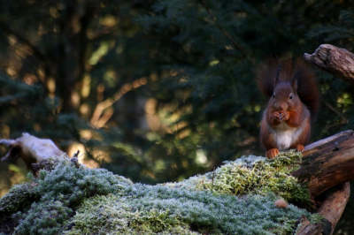 <i class='fa fa-user'></i>&nbsp;Mark de Bruijn&nbsp;|  Eekhoorn&nbsp; <i class='fa fa-eye'>&nbsp;81</i> &nbsp; <i class='fa fa-comment-o'>&nbsp;6</i>