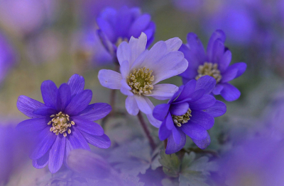 <i class='fa fa-user'></i>&nbsp;Nel R&nbsp;|  Blauwe Anemoon&nbsp; <i class='fa fa-eye'>&nbsp;77</i> &nbsp;<i class='fa fa-thumbs-up'>&nbsp;5</i> &nbsp; <i class='fa fa-comment-o'>&nbsp;7</i>