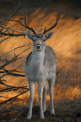 <i class='fa fa-user'></i>&nbsp;Eric Gibcus&nbsp;|  Damhert&nbsp; <i class='fa fa-eye'>&nbsp;103</i> &nbsp;<i class='fa fa-thumbs-up'>&nbsp;3</i> &nbsp; <i class='fa fa-comment-o'>&nbsp;5</i>