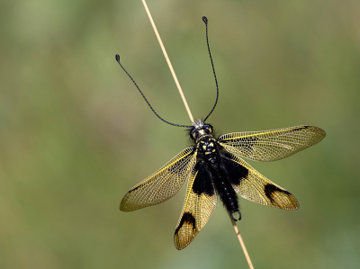 <i class='fa fa-user'></i>&nbsp;Mignon-Creative&nbsp;|  Langsprietvlinderhaft&nbsp; <i class='fa fa-eye'>&nbsp;107</i> &nbsp;<i class='fa fa-thumbs-up'>&nbsp;9</i> &nbsp; <i class='fa fa-comment-o'>&nbsp;8</i>