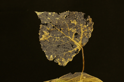 <i class='fa fa-user'></i>&nbsp;frbeuming&nbsp;|  Ruwe Berk&nbsp; <i class='fa fa-eye'>&nbsp;66</i> &nbsp;<i class='fa fa-thumbs-up'>&nbsp;6</i> &nbsp; <i class='fa fa-comment-o'>&nbsp;7</i>