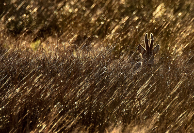 <i class='fa fa-user'></i>&nbsp;robert-jan&nbsp;|  Ree&nbsp; <i class='fa fa-eye'>&nbsp;131</i> &nbsp;<i class='fa fa-thumbs-up'>&nbsp;3</i> &nbsp; <i class='fa fa-comment-o'>&nbsp;4</i>