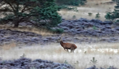 <i class='fa fa-user'></i>&nbsp;nelappelmelk&nbsp;|  Edelhert&nbsp; <i class='fa fa-eye'>&nbsp;138</i> &nbsp; <i class='fa fa-comment-o'>&nbsp;6</i>