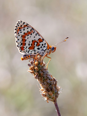 <i class='fa fa-user'></i>&nbsp;Mignon-Creative&nbsp;|  Tweekleurige Parelmoervlinder&nbsp; <i class='fa fa-eye'>&nbsp;104</i> &nbsp;<i class='fa fa-thumbs-up'>&nbsp;13</i> &nbsp; <i class='fa fa-comment-o'>&nbsp;9</i>