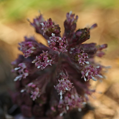 <i class='fa fa-user'></i>&nbsp;Cor&nbsp;|  Groot Hoefblad&nbsp; <i class='fa fa-eye'>&nbsp;90</i> &nbsp;<i class='fa fa-thumbs-up'>&nbsp;4</i> &nbsp; <i class='fa fa-comment-o'>&nbsp;14</i>