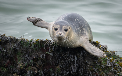 <i class='fa fa-user'></i>&nbsp;Loes Belovics&nbsp;|  Gewone Zeehond&nbsp; <i class='fa fa-eye'>&nbsp;119</i> &nbsp;<i class='fa fa-thumbs-up'>&nbsp;3</i> &nbsp; <i class='fa fa-comment-o'>&nbsp;11</i>