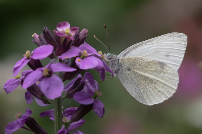 <i class='fa fa-user'></i>&nbsp;Johan van Gurp&nbsp;|  Klein Koolwitje&nbsp; <i class='fa fa-eye'>&nbsp;57</i> &nbsp;<i class='fa fa-thumbs-up'>&nbsp;2</i> &nbsp; <i class='fa fa-comment-o'>&nbsp;6</i>