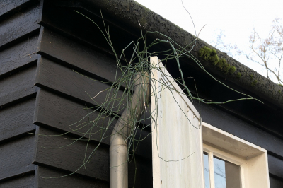 <i class='fa fa-user'></i>&nbsp;frbeuming&nbsp;|  Schaafstro&nbsp; <i class='fa fa-eye'>&nbsp;132</i> &nbsp; <i class='fa fa-comment-o'>&nbsp;7</i>