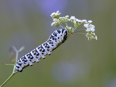 <i class='fa fa-user'></i>&nbsp;Mignon-Creative&nbsp;|  Zuidelijke Koninginnenpage&nbsp; <i class='fa fa-eye'>&nbsp;88</i> &nbsp;<i class='fa fa-thumbs-up'>&nbsp;7</i> &nbsp; <i class='fa fa-comment-o'>&nbsp;6</i>