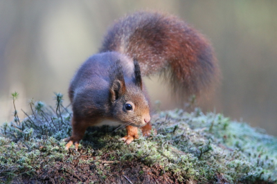 <i class='fa fa-user'></i>&nbsp;Ruben de Bruijn&nbsp;|  Eekhoorn&nbsp; <i class='fa fa-eye'>&nbsp;75</i> &nbsp;<i class='fa fa-thumbs-up'>&nbsp;1</i> &nbsp; <i class='fa fa-comment-o'>&nbsp;7</i>