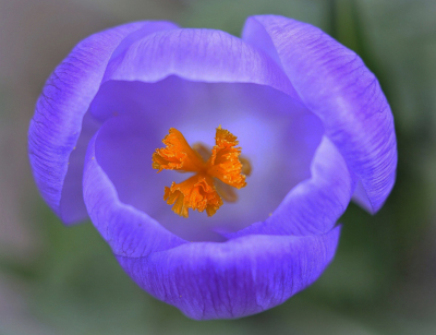 <i class='fa fa-user'></i>&nbsp;Nel R&nbsp;|  Boerenkrokus&nbsp; <i class='fa fa-eye'>&nbsp;83</i> &nbsp;<i class='fa fa-thumbs-up'>&nbsp;7</i> &nbsp; <i class='fa fa-comment-o'>&nbsp;12</i>