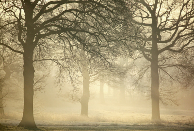 <i class='fa fa-user'></i>&nbsp;Pieter  LJ&nbsp;|  Strijbeekse Heide&nbsp; <i class='fa fa-eye'>&nbsp;122</i> &nbsp;<i class='fa fa-thumbs-up'>&nbsp;10</i> &nbsp; <i class='fa fa-comment-o'>&nbsp;11</i>