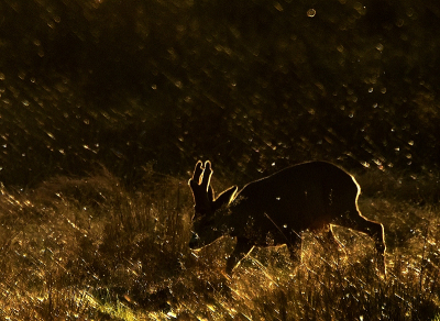 <i class='fa fa-user'></i>&nbsp;robert-jan&nbsp;|  Ree&nbsp; <i class='fa fa-eye'>&nbsp;103</i> &nbsp;<i class='fa fa-thumbs-up'>&nbsp;3</i> &nbsp; <i class='fa fa-comment-o'>&nbsp;7</i>