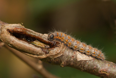 <i class='fa fa-user'></i>&nbsp;Louis&nbsp;|  Bruine Wapendrager&nbsp; <i class='fa fa-eye'>&nbsp;69</i> &nbsp;<i class='fa fa-thumbs-up'>&nbsp;3</i> &nbsp; <i class='fa fa-comment-o'>&nbsp;7</i>