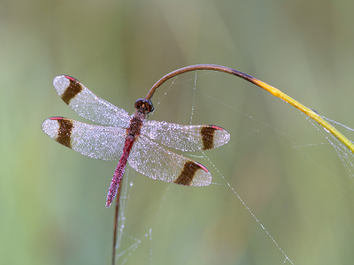 <i class='fa fa-user'></i>&nbsp;Mignon-Creative&nbsp;|  Bandheidelibel&nbsp; <i class='fa fa-eye'>&nbsp;97</i> &nbsp;<i class='fa fa-thumbs-up'>&nbsp;5</i> &nbsp; <i class='fa fa-comment-o'>&nbsp;7</i>