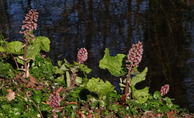 <i class='fa fa-user'></i>&nbsp;nelappelmelk&nbsp;|  Groot Hoefblad&nbsp; <i class='fa fa-eye'>&nbsp;92</i> &nbsp;<i class='fa fa-thumbs-up'>&nbsp;1</i> &nbsp; <i class='fa fa-comment-o'>&nbsp;9</i>