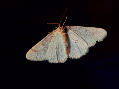 <i class='fa fa-user'></i>&nbsp;janvangastel&nbsp;|  Grote Voorjaarsspanner&nbsp; <i class='fa fa-eye'>&nbsp;64</i> &nbsp;<i class='fa fa-thumbs-up'>&nbsp;2</i> &nbsp; <i class='fa fa-comment-o'>&nbsp;5</i>