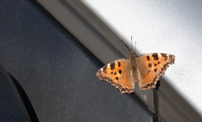 <i class='fa fa-user'></i>&nbsp;nelappelmelk&nbsp;|  Grote Vos&nbsp; <i class='fa fa-eye'>&nbsp;114</i> &nbsp;<i class='fa fa-thumbs-up'>&nbsp;1</i> &nbsp; <i class='fa fa-comment-o'>&nbsp;7</i>