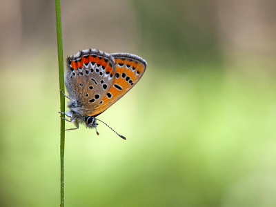 <i class='fa fa-user'></i>&nbsp;Mignon-Creative&nbsp;|  Blauwe Vuurvlinder&nbsp; <i class='fa fa-eye'>&nbsp;109</i> &nbsp;<i class='fa fa-thumbs-up'>&nbsp;12</i> &nbsp; <i class='fa fa-comment-o'>&nbsp;8</i>