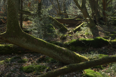 <i class='fa fa-user'></i>&nbsp;Hendrik van Kampen&nbsp;|  Stormbos&nbsp; <i class='fa fa-eye'>&nbsp;129</i> &nbsp;<i class='fa fa-thumbs-up'>&nbsp;9</i> &nbsp; <i class='fa fa-comment-o'>&nbsp;9</i>