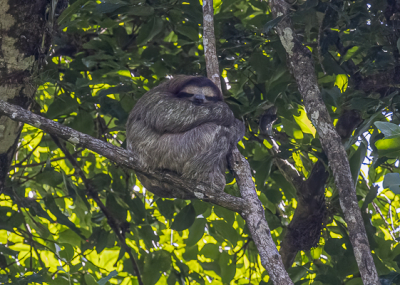 <i class='fa fa-user'></i>&nbsp;momo&nbsp;|  Drietenige Luiaard of Kapucijnluiaard&nbsp; <i class='fa fa-eye'>&nbsp;98</i> &nbsp; <i class='fa fa-comment-o'>&nbsp;6</i>