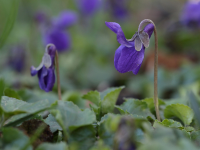 Op 12 februari alweer de eerste  exemplaren van het Maarts Viooltje voor dit jaar in bloei getroffen, een dag later was het ook al raak op een andere beproefde locatie. De kleine bloempjes zijn doorgaans lastig in het hart te fotograferen, ze staan veelal schuin naar de bodem gericht.
Deze opname van de zijkant werd verkregen door de camera op de bodem te leggen.


Beschrijf de manier waarop de foto gemaakt is. (Minimaal 15 woorden).
Maximale lengte (karakters): 2048
Techniek (bewerkingen/exif):
Beschrijf de bewerkingen die je op de foto hebt uitgevoerd,
gebruikt diafragma/sluitertijd/iso, of het een crop is, etc. (Bereken cropp