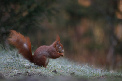 <i class='fa fa-user'></i>&nbsp;Mark de Bruijn&nbsp;|  Eekhoorn&nbsp; <i class='fa fa-eye'>&nbsp;101</i> &nbsp;<i class='fa fa-thumbs-up'>&nbsp;2</i> &nbsp; <i class='fa fa-comment-o'>&nbsp;6</i>