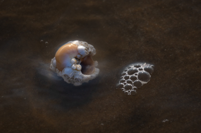 <i class='fa fa-user'></i>&nbsp;Loes Belovics&nbsp;|  Gewone Zeepok&nbsp; <i class='fa fa-eye'>&nbsp;136</i> &nbsp;<i class='fa fa-thumbs-up'>&nbsp;4</i> &nbsp; <i class='fa fa-comment-o'>&nbsp;13</i>